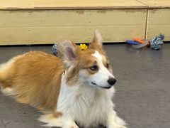 -有喵·猫咖·狗咖·40+猫狗有小奶狗(岗厦店)