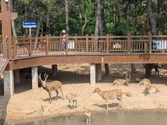 -日照海滨国家森林公园