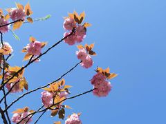 -上海滨江森林公园
