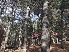 -六里坪国家森林公园