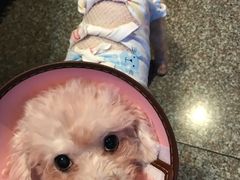 -成都民大动物医院