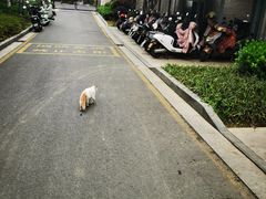 -狮麟驾校