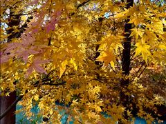 -昆山城市生态森林公园