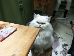 -猫亿天猫咖