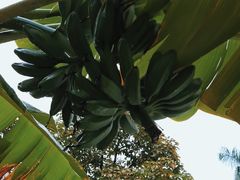-云溪植物园
