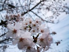 -高东镇樱花园
