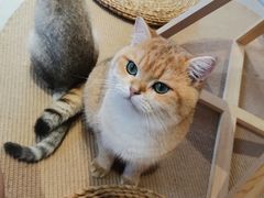 -Heymao猫咖.咖啡厅(东门店)