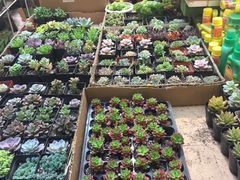 -双季花艺园艺市场(浦东店)