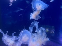 -欢乐海岸海洋奇梦馆