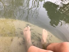 鱼疗-思念果岭悦温泉