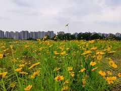 -洋湖国家湿地公园
