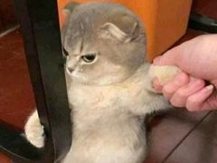 -爱侣宠医·鹦鹉专科·小型哺乳类·异宠专科(灵石路店)