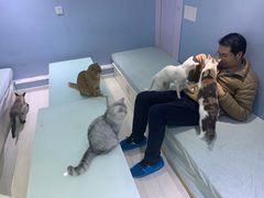 -喵的天空名猫咖啡馆·撸猫·猫舍·用品