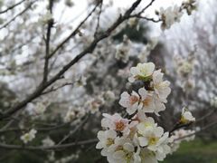-无锡梅园公园