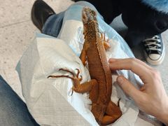 -吉丁鸟咖·异宠·寄养