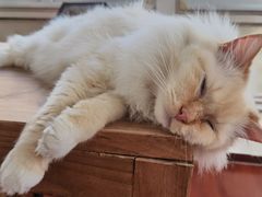 -猫小院猫主题咖啡厅(北锣店)