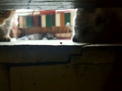 -壹六猫窝(谷德店)