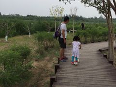 -西青郊野公园