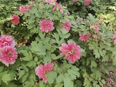 -洛阳市隋唐城遗址植物园