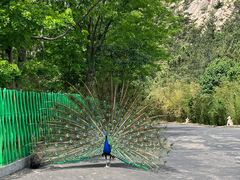 -西霞口神雕山野生动物世界