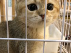 -柴迷FANS CLUB·柴犬狗咖·猫咖