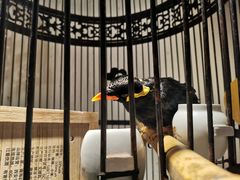 -清真·京华源铜锅涮肉(丰庆店)