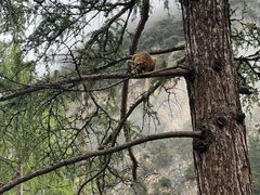 -稻城亚丁景区-冲古草甸