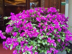 -紫莲花足道(柯桥古镇店)
