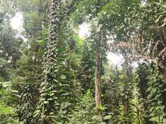 -南宁良凤江国家森林公园