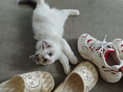 -宠颐生汉谟拉比宠物医院