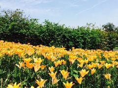 -洪湖湿地生态园