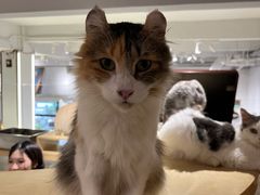 -more than meow吴止猫主题餐厅(承德 中船汇店)