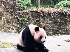 -都江堰中华大熊猫苑