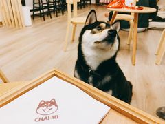 -柴迷FANS CLUB·柴犬狗咖·猫咖