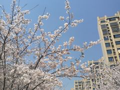 -高东镇樱花园