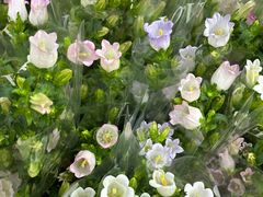 -循礼门鲜花花市(武汉循礼门店)