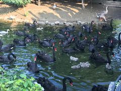 -长白岛森林公园