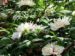 -洛阳市隋唐城遗址植物园