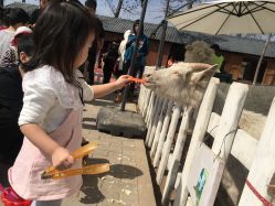 -上美四季动物农场