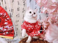 -超宠爱宠物摄影-Super pet