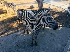 -清迈夜间动物园