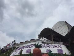 -金马仑薰衣草花园(Cameron Lavender)