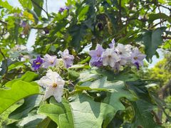 -广西壮族自治区药用植物园