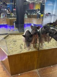 -未来动物城主题公园(正弘城店)