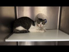 -萌兽医馆·犬猫专科·眼科中心·宠物医院(朝阳门分院)