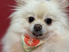 -和它·交个朋友·狗咖猫咖(爱琴海店)