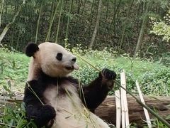 -都江堰中华大熊猫苑