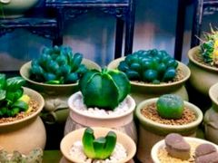 -双季花艺园艺市场(浦东店)