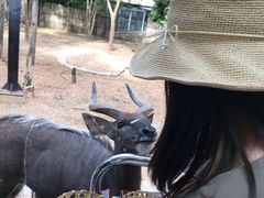 -清迈夜间动物园