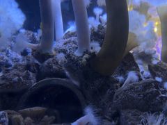 -瑞普利水族馆